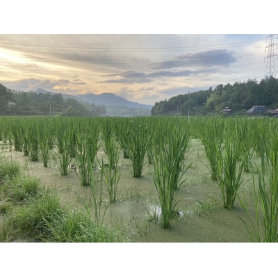 栽培期間中農薬不使用　ノンカフェイン　焙煎まこも茶　50g×3袋