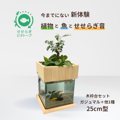 せせらぎビオトープ　25cm型基本+木枠台セット(ガジュマル+他1種)