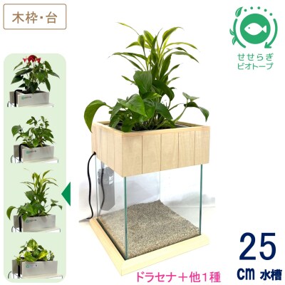 せせらぎビオトープ　25cm型基本+木枠台セット(ドラセナ+他1種)
