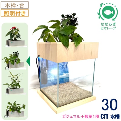 せせらぎビオトープ　30cm型照明+木枠台セット(ガジュマル+他1種)