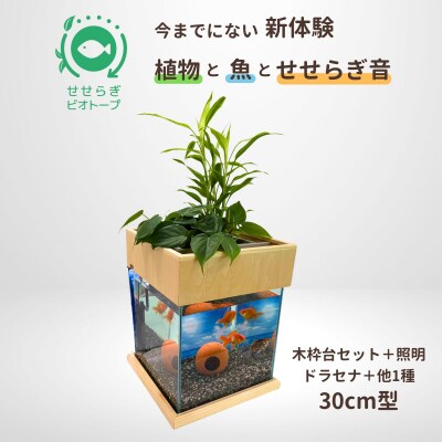 せせらぎビオトープ　30cm型照明+木枠台セット(ドラセナ+他1種)