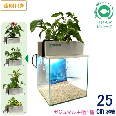 せせらぎビオトープ　25cm型基本+照明セット(ガジュマル+他1種)