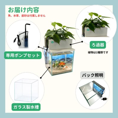 せせらぎビオトープ　25cm型基本+照明セット(ガジュマル+他1種)