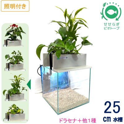 せせらぎビオトープ　25cm型基本+照明セット(ドラセナ+他1種)
