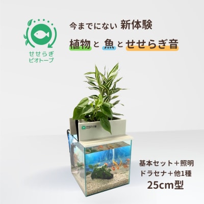 せせらぎビオトープ　25cm型基本+照明セット(ドラセナ+他1種)