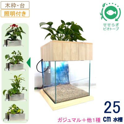 せせらぎビオトープ　25cm型照明+木枠台セット(ガジュマル+他1種)