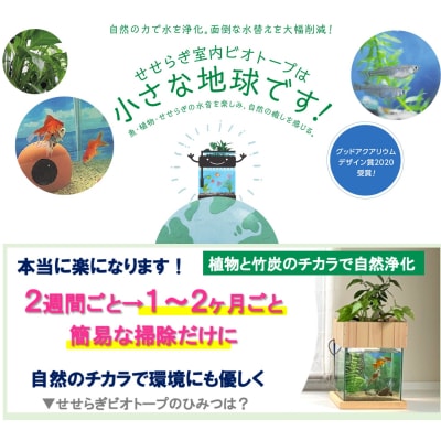 せせらぎビオトープ　25cm型照明+木枠台セット(ガジュマル+他1種)