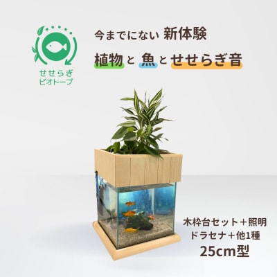せせらぎビオトープ　25cm型照明+木枠台セット(ドラセナ+他1種)