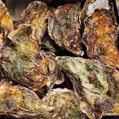 広島　安芸津産　殻付き牡蠣　カンカン焼き　約15～20個【配送不可:離島】