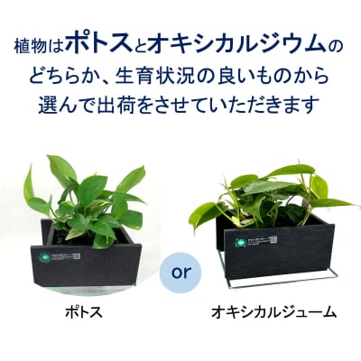 せせらぎビオトープ　20cm型基本照明+木枠台セット