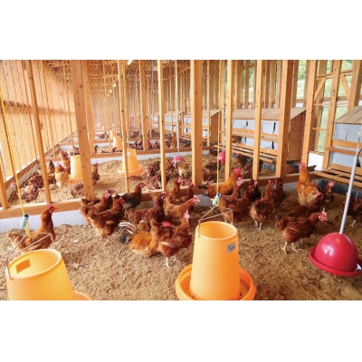 冷凍　東広島こい地鶏わっぱめし　220g×2個