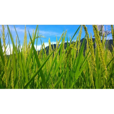 東広島市産米 令和7年産 あきさかり 5kg×2袋