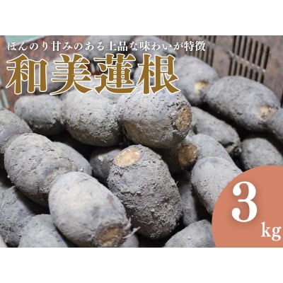 【予約商品】和美蓮根 3kg【配送時期:10月上旬～2月下旬】