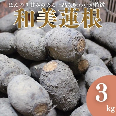 【予約商品】和美蓮根 3kg【配送時期:10月上旬～2月下旬】