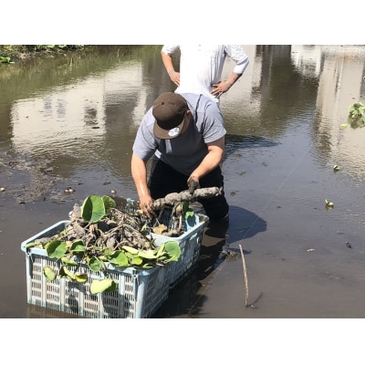 【予約商品】和美蓮根 3kg【配送時期:10月上旬～2月下旬】