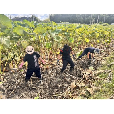 和美蓮根チップス 15g×5袋