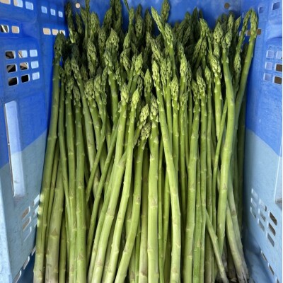 【予約商品】朝採れ直送 すいーとアスパラ(規格外品) 2kg【配送時期4月上旬～10月上旬】