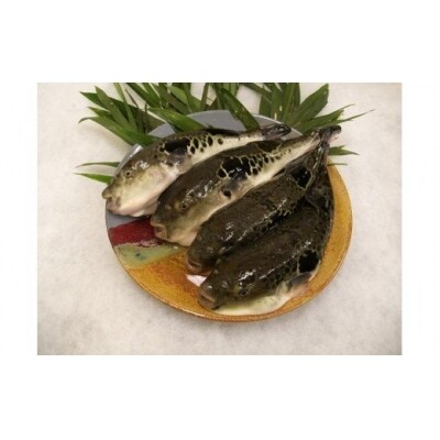 温泉トラフグ てっさ フグ刺し 4人前 お礼品詳細 ふるさと納税なら さとふる