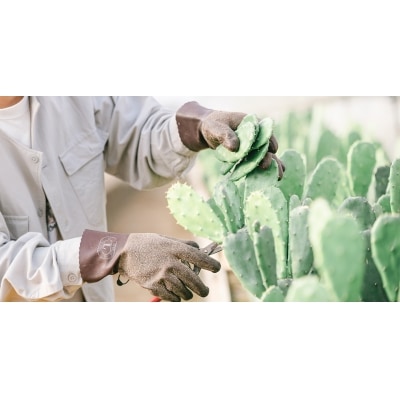 【春日井市産サボテンコスメ】ミルククレンジング洗顔　美容　日用品　メイク落とし　W洗顔不要　うるおい