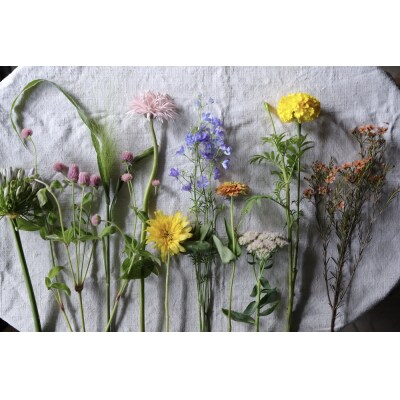 【定期便】季節の切り花セットS(6ヶ月間毎月お届け)　花　観葉植物　切り花　生花　フラワー　飾り