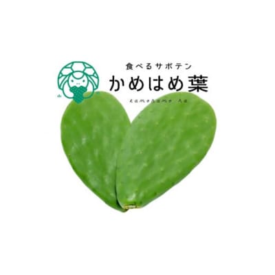 あなたのカメに、自然のごちそうを。食べるサボテン「かめはめ葉」(1kg)