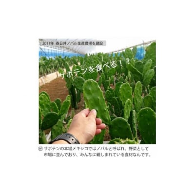 メキシコ生まれ春日井育ちの健康野菜 食べるサボテン「春日井ノパル」300g×2パック