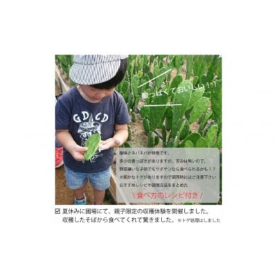 メキシコ生まれ春日井育ちの健康野菜 食べるサボテン「春日井ノパル」300g×2パック
