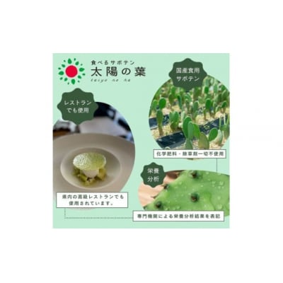食べるサボテン 太陽の葉 フレッシュリーフ食用サボテン(1kg)