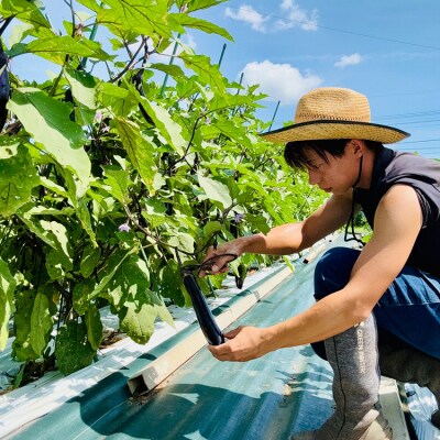 【定期便2回(夏・冬)】つかさ農園 季節のお野菜詰め合わせ(6～8種) ※北海道・沖縄・離島配送不可