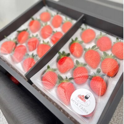【先行受付】MIYA FARM いちごお持ち帰りギフト券 5,000円分 ※2026年12月～発送