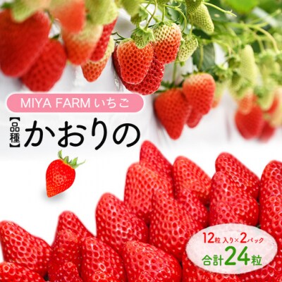 【先行予約】MIYA FARM いちご(品種:かおりの)12粒入り×2パック 合計 24粒 