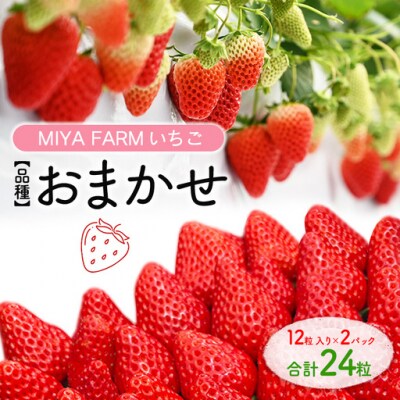 【先行予約】MIYA FARM いちご(品種:おまかせ)12粒入り×2パック 合計 24粒