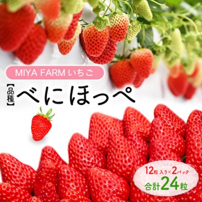 【先行予約】MIYA FARM いちご(品種:べにほっぺ)12粒入り×2パック 合計24粒