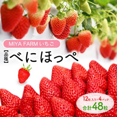 【先行予約】MIYA FARM いちご(品種:べにほっぺ)12粒入り×4パック 合計48粒
