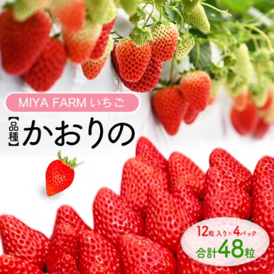 【先行予約】MIYA FARM いちご(品種:かおりの)12粒入り×4パック 合計 48粒