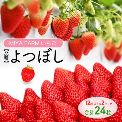 【先行予約】MIYA FARM いちご(品種:よつぼし)12粒入り×2パック 合計24粒 