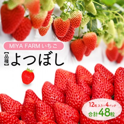 【先行予約】MIYA FARM いちご(品種:よつぼし)12粒入り×4パック 合計 48粒