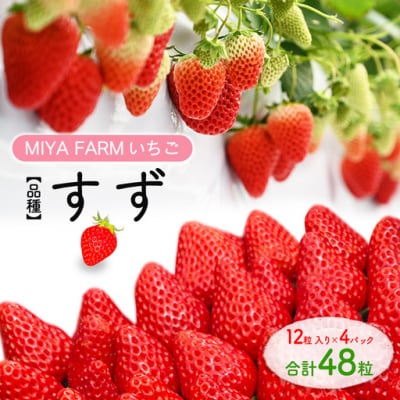 【先行予約】MIYA FARM いちご(品種:すず)12粒入り×4パック 合計 48粒
