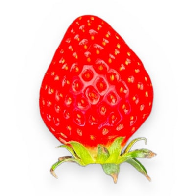 【先行予約】MIYA FARM いちご(品種:すず)12粒入り×4パック 合計 48粒