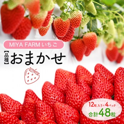 【先行予約】MIYA FARM いちご(品種:おまかせ)12粒入り×4パック 合計 48粒