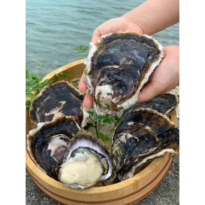 熊本県産　福島水産の天草天領岩かき 2.5kg