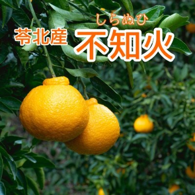 不知火(しらぬい)　約4kg