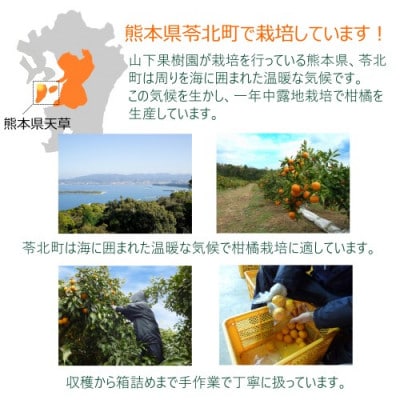 不知火(しらぬい)　約4kg