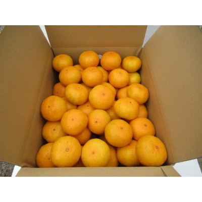 豊福みかん10kg