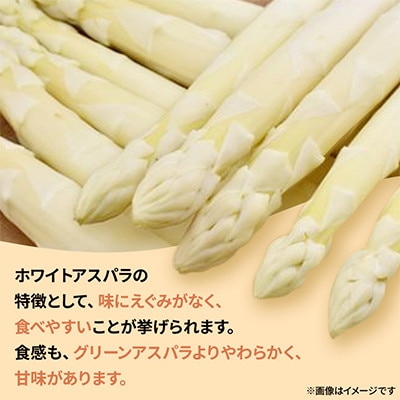 【北海道音威子府村】先行予約　2027年4月中旬発送　ホワイトアスパラガス1kg(2L～3Lサイズ)