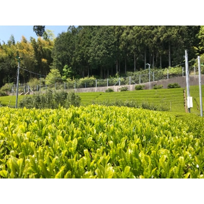 川根本町産 お気軽マグで楽しむ　本格川根銘茶 上級川根茶ティーバッグ3袋セット　10-48