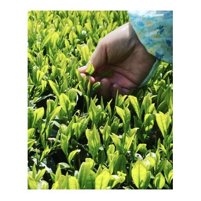 川根本町産 お気軽マグで楽しむ　本格川根銘茶 特上川根茶ティーバッグセット　10-48