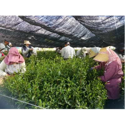 川根本町産 川根銘茶 皇室献上茶指定園のお茶セット　30-11