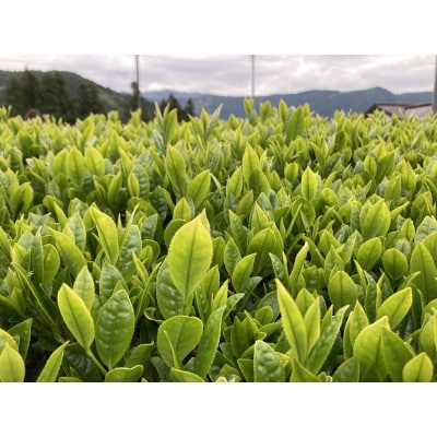 川根本町産 川根銘茶 通もうなずくバラエティに富んだセット　99-1