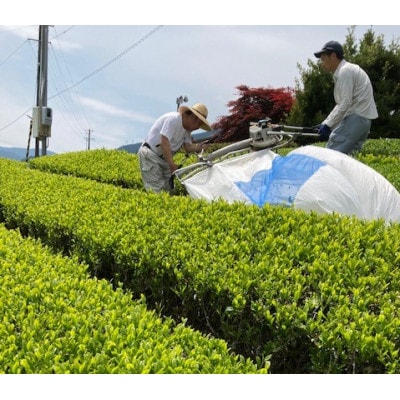 川根本町産 川根銘茶　7本セット　15-2
